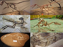Dromaeosauridae Diversity.jpg