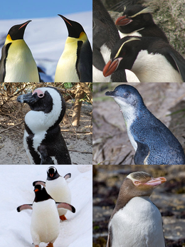 Penguins collage.png