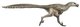 Fred Wierum Dromaeosaurus.png